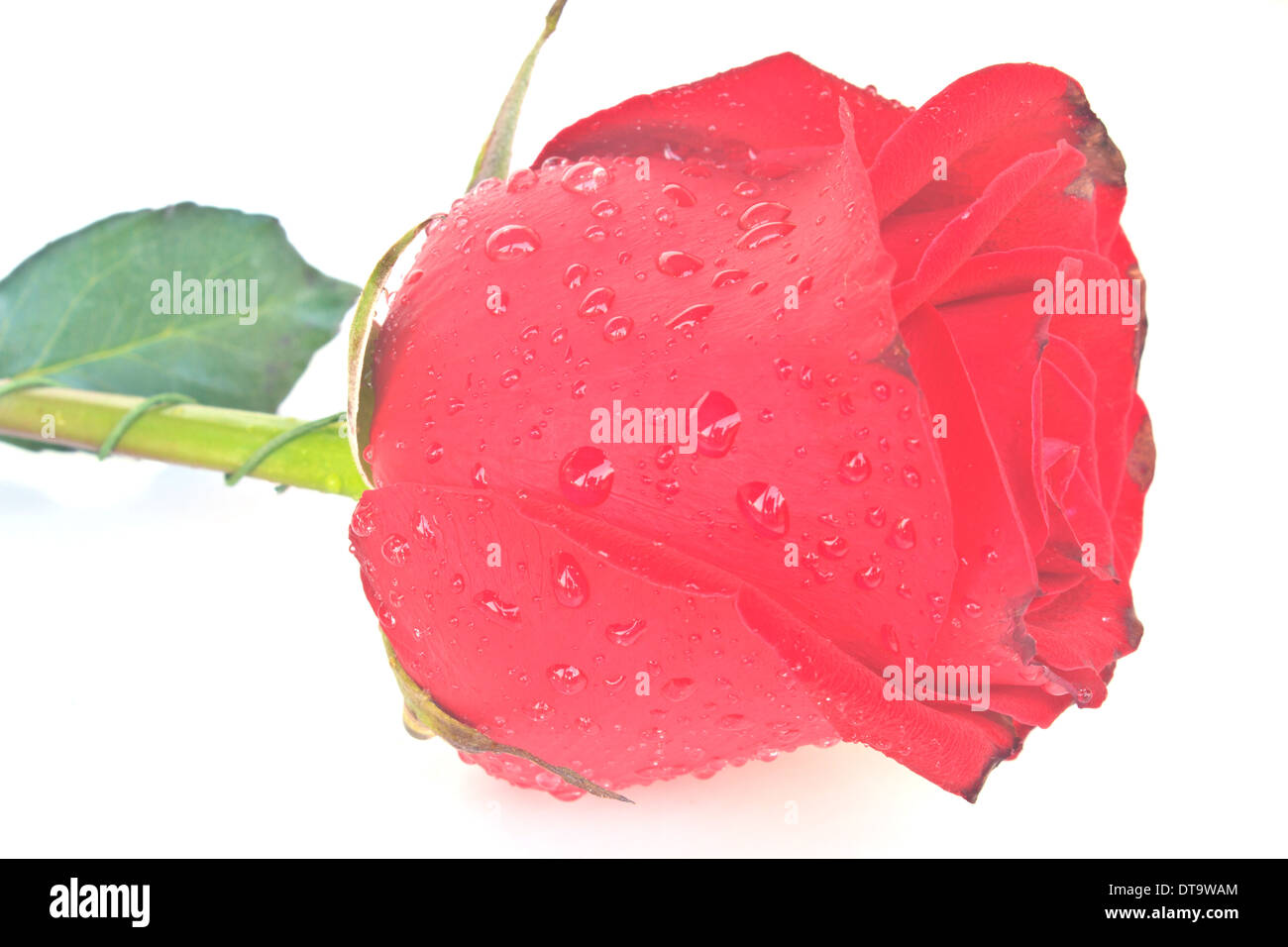 Single beautiful red rose isolated on white background Stock Photo - Alamy