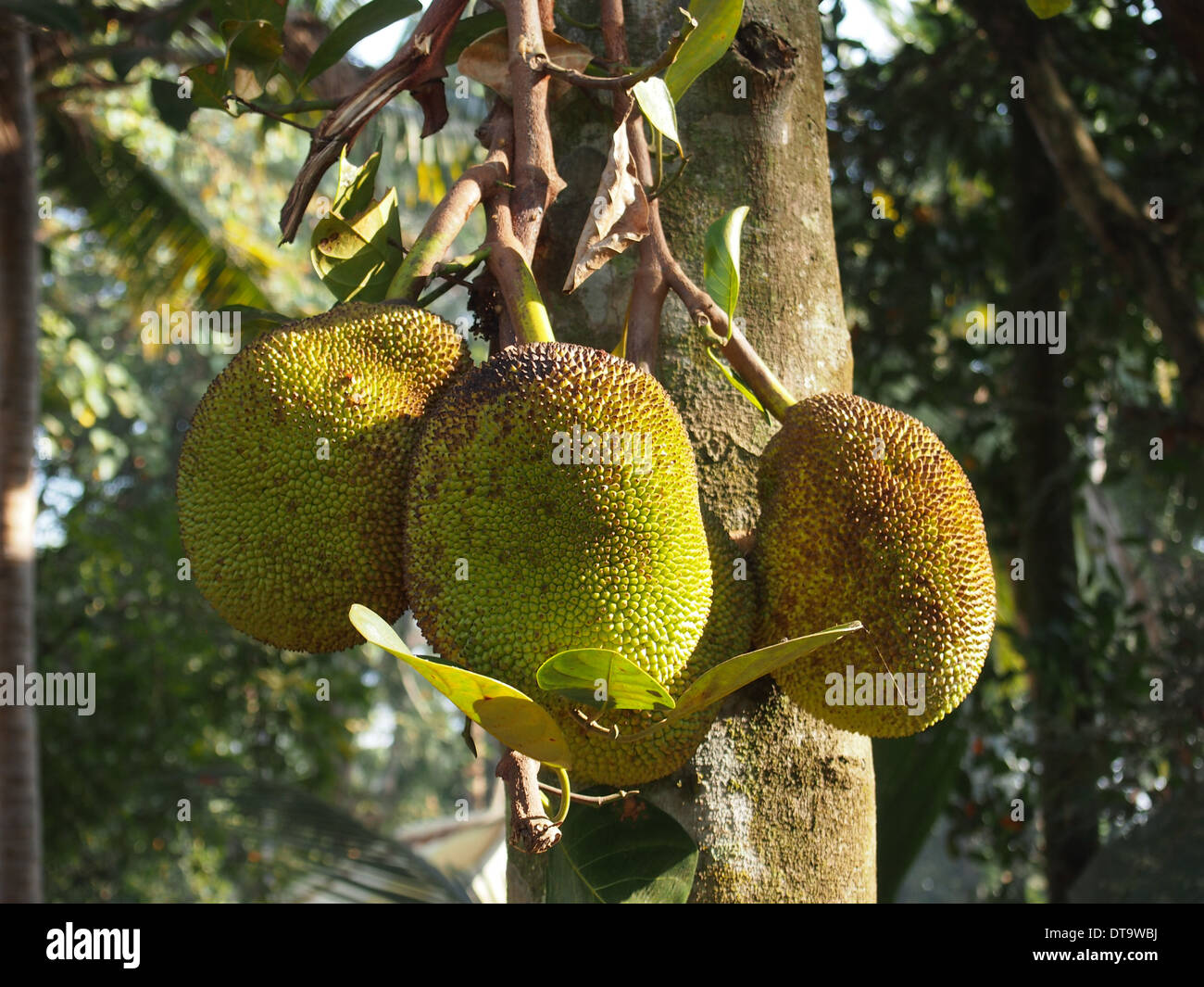 Jack tree hi-res stock photography and images - Alamy