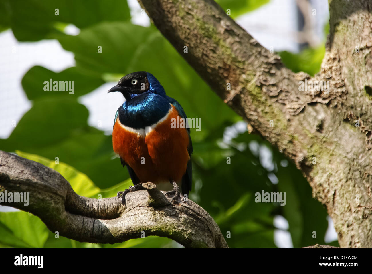 superb starling (Lamprotornis superbus) on a tree branch Stock Photo