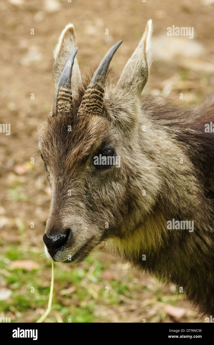 close up of of long-tailed goral Stock Photo
