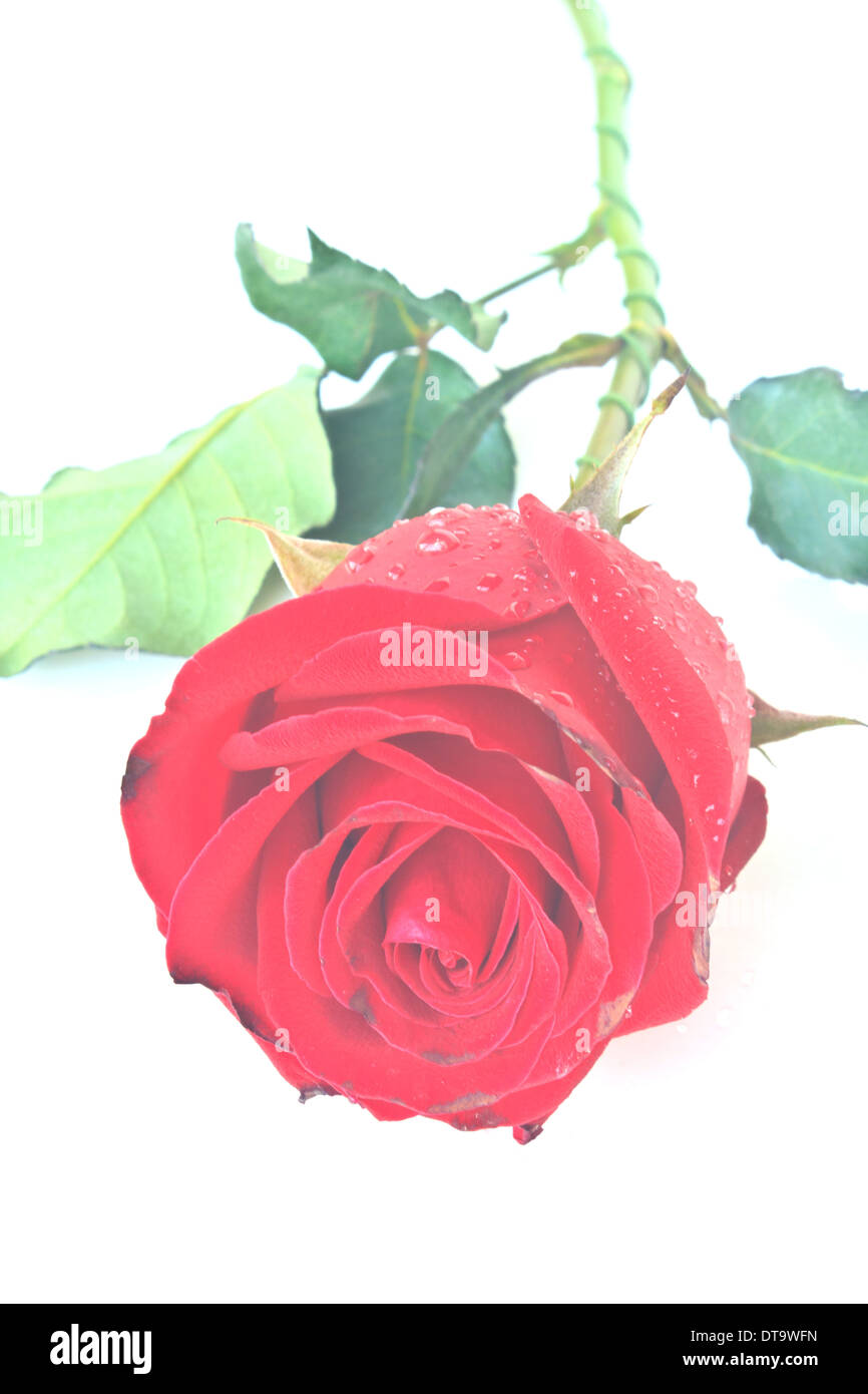 Single beautiful red rose isolated on white background Stock Photo - Alamy