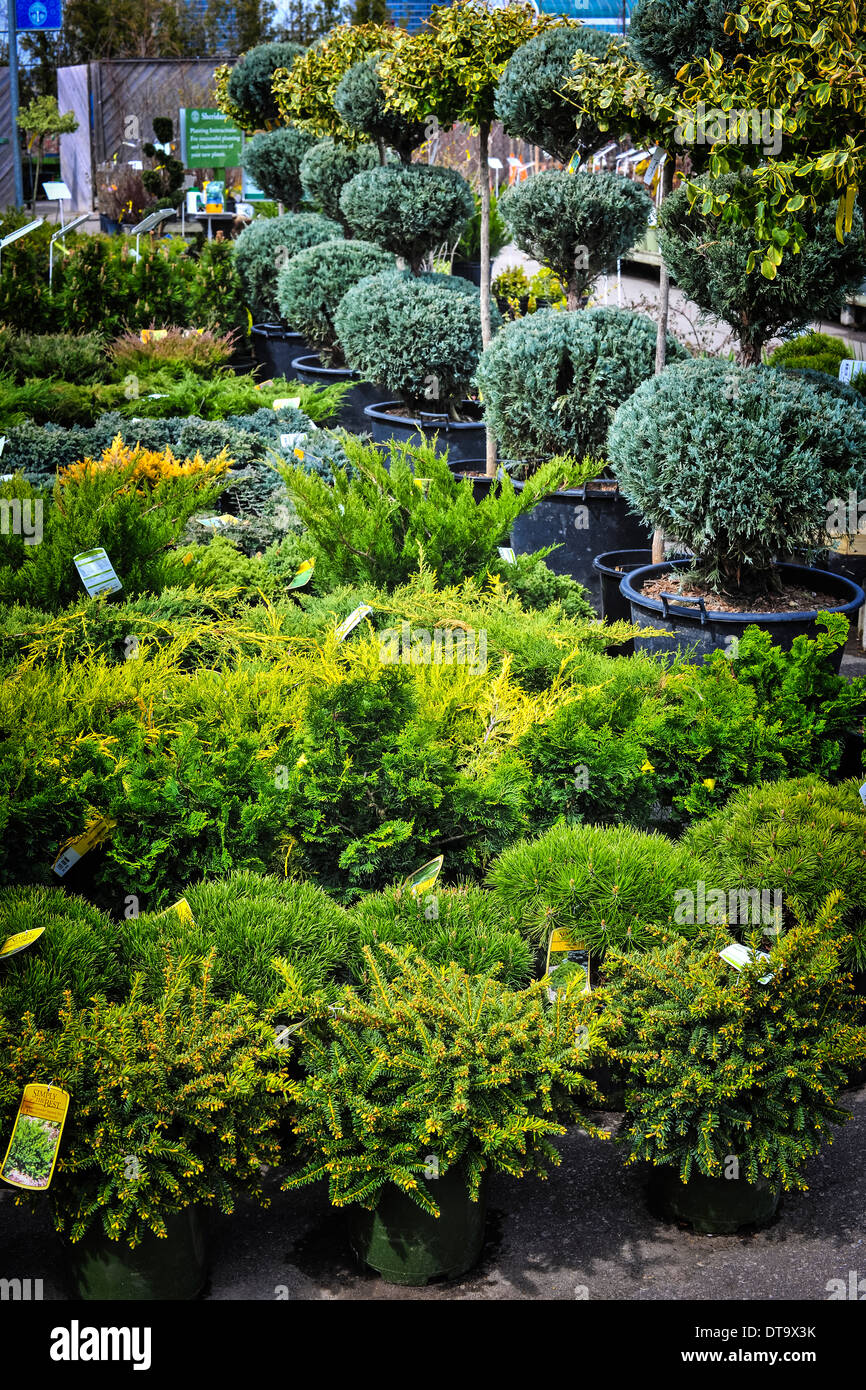 Shrubs in pots hires stock photography and images Alamy