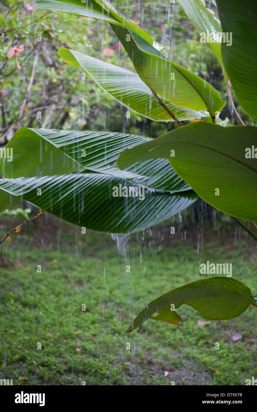 Tropical rain downpour, with water hitting and bouncing from Banana (Musa sp. ) leaves or blades. Savegre. Costa Rica. Stock Photo