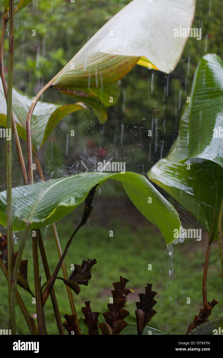 Tropical rain downpour, with water hitting and bouncing from Banana (Musa sp. ) leaves or blades. Savegre. Costa Rica. Stock Photo