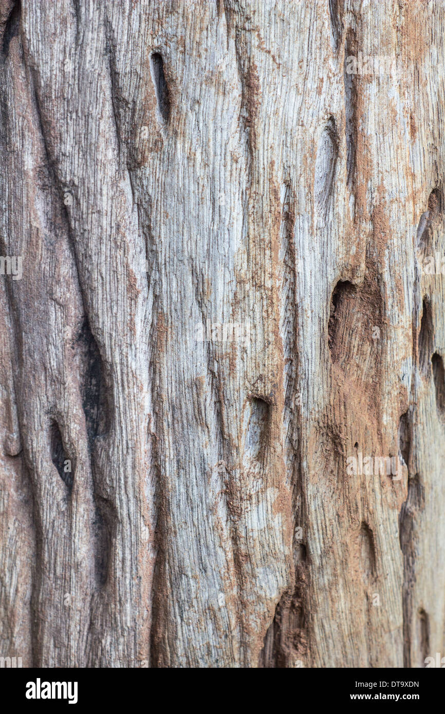 old wood texture for nature background Stock Photo Alamy