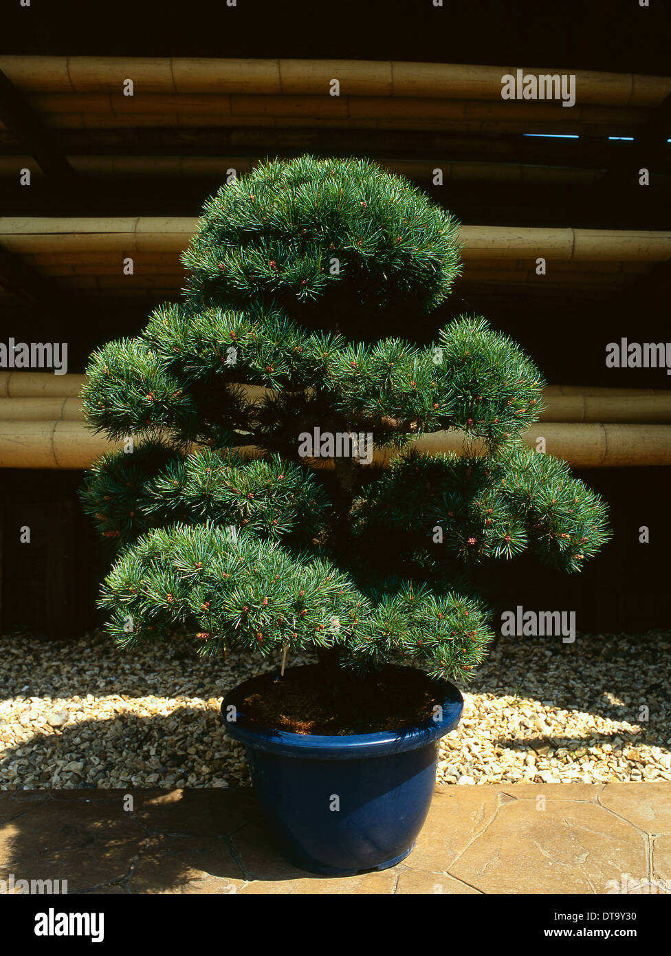 Bonsai tree - Pinus Parviflora Stock Photo