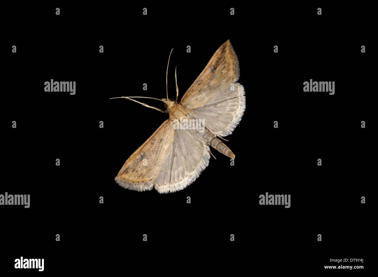 Pictures Of Moths Flying
