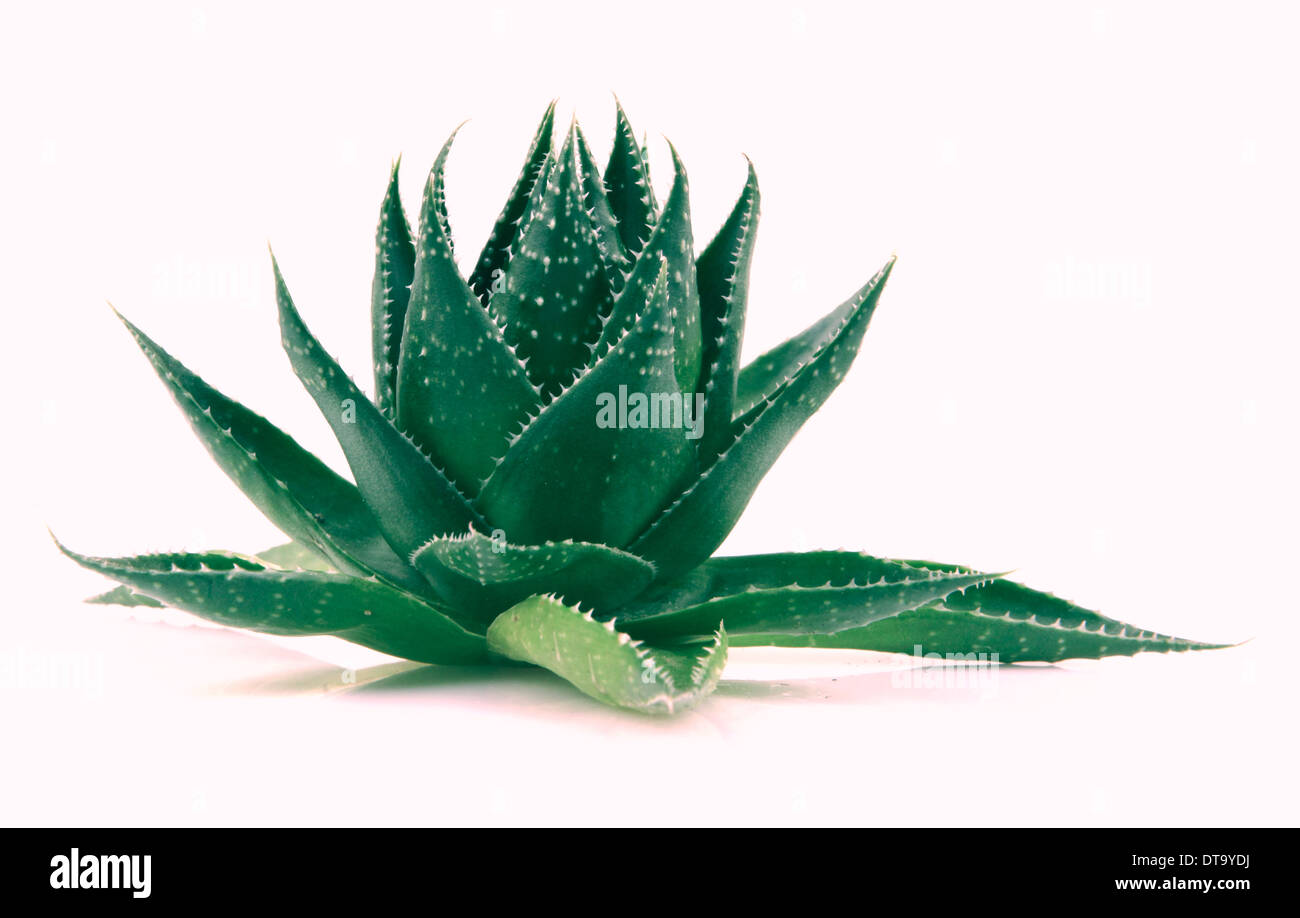 Aloe vera plant isolated on white Stock Photo