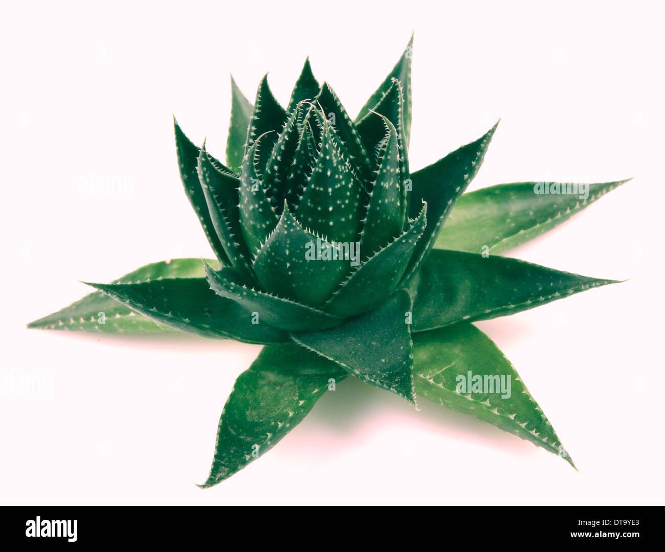 Aloe vera plant isolated on white Stock Photo