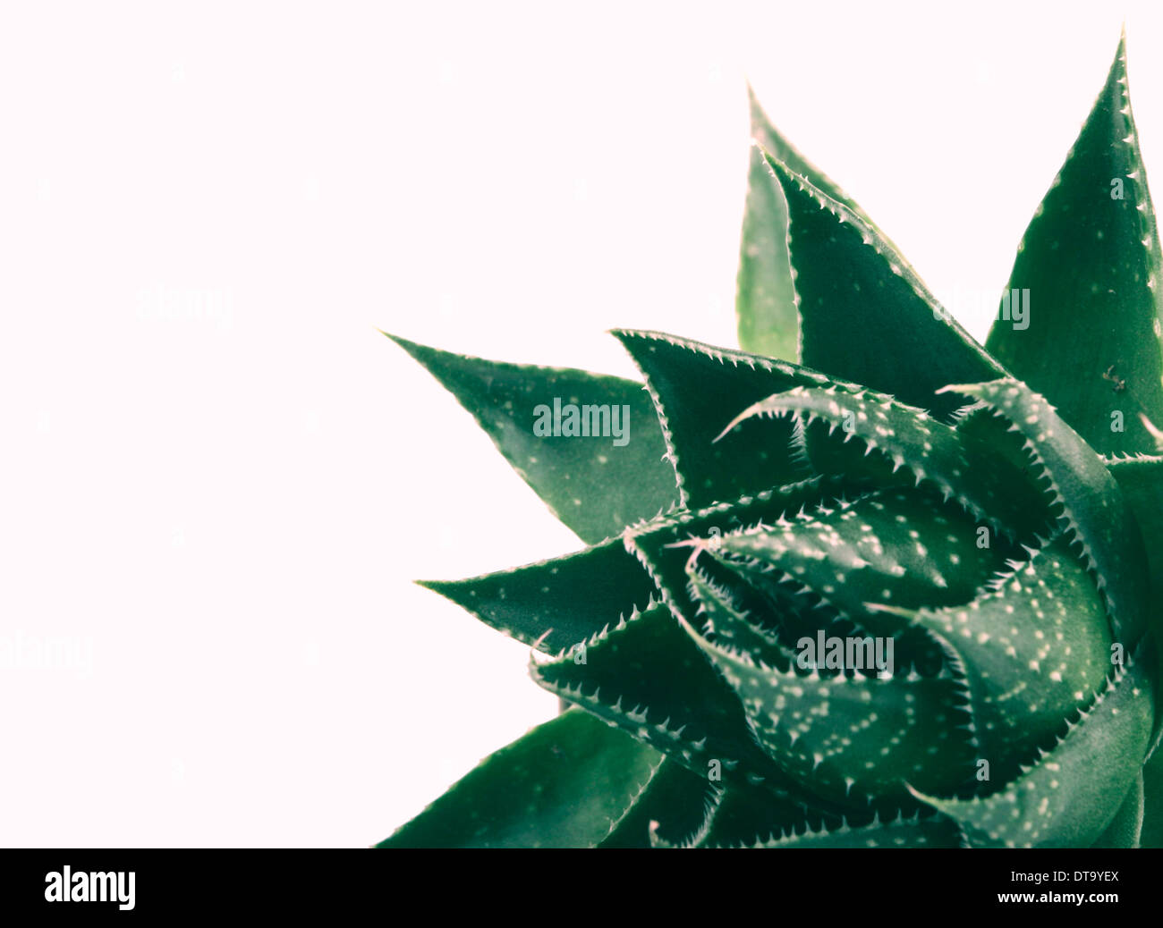 Aloe vera plant isolated on white Stock Photo