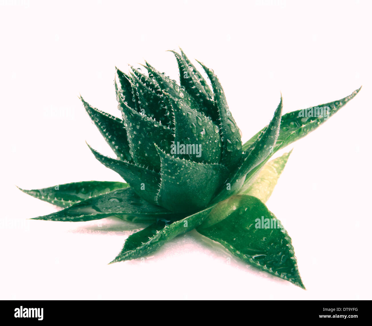 My Image 32