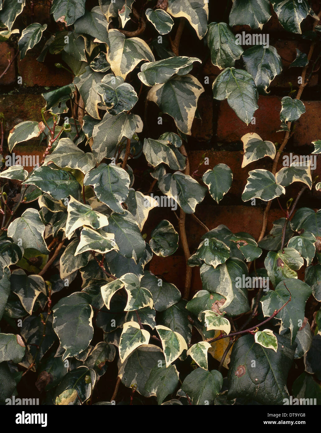 Hedera Canariensis var algeriensis Gloire de Marengo Ivy climbing on an old brick wall. Stock Photo