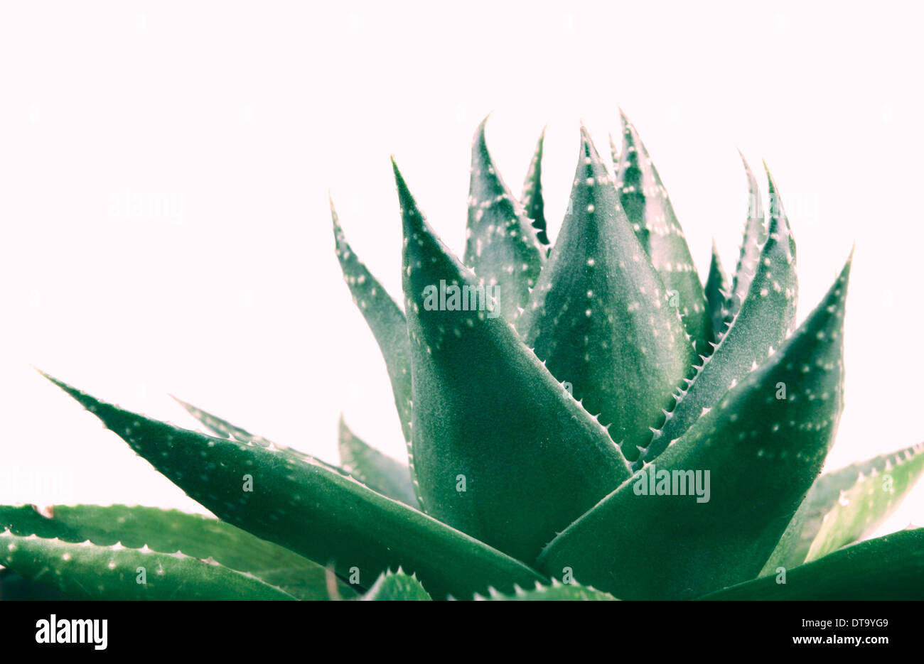 Aloe vera plant isolated on white Stock Photo