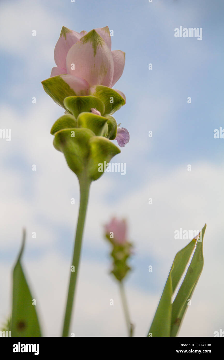 National flower of thailand hi-res stock photography and images - Alamy