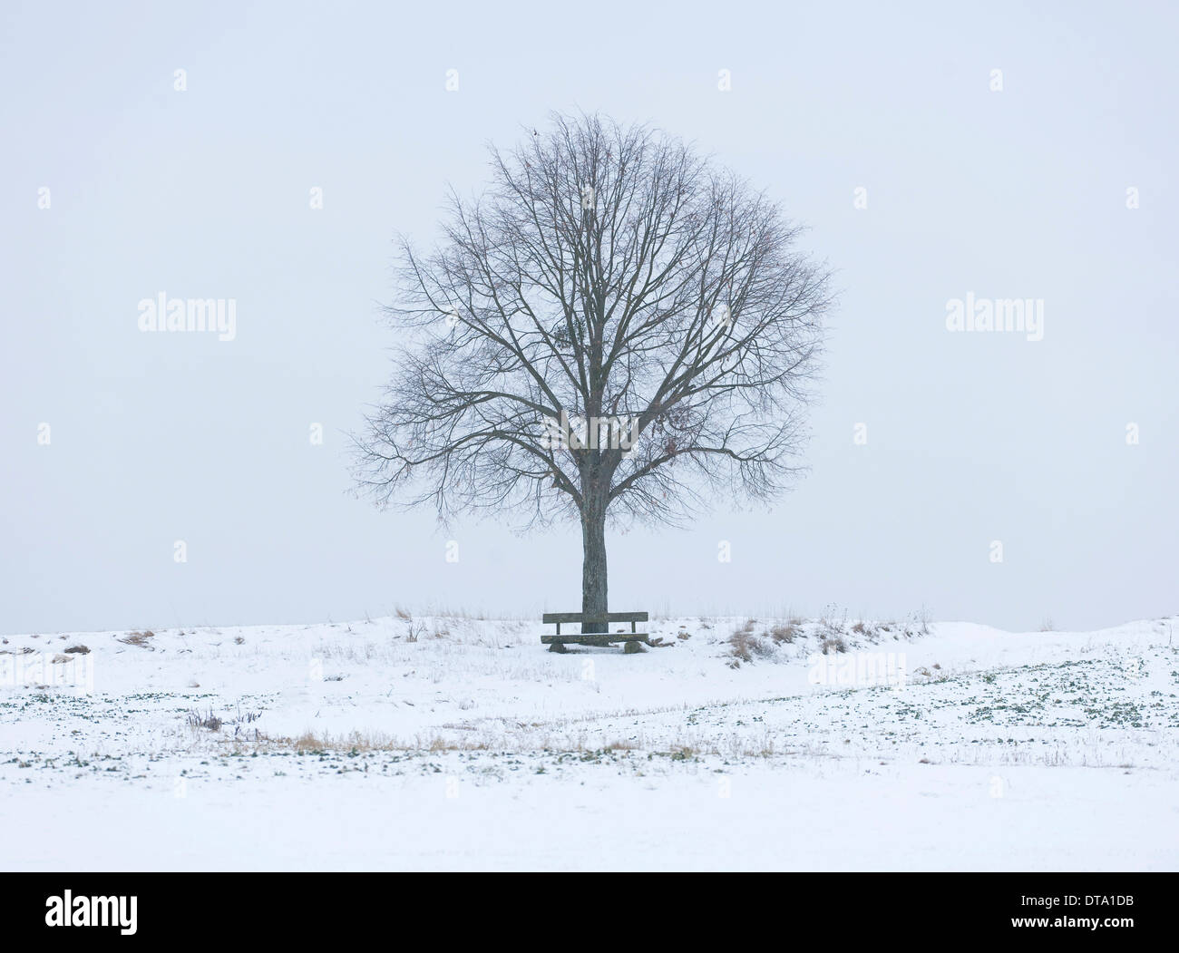 Lime Tree (Tilia spp.) and a wooden bench on a snow-covered field, Bavaria, Germany Stock Photo