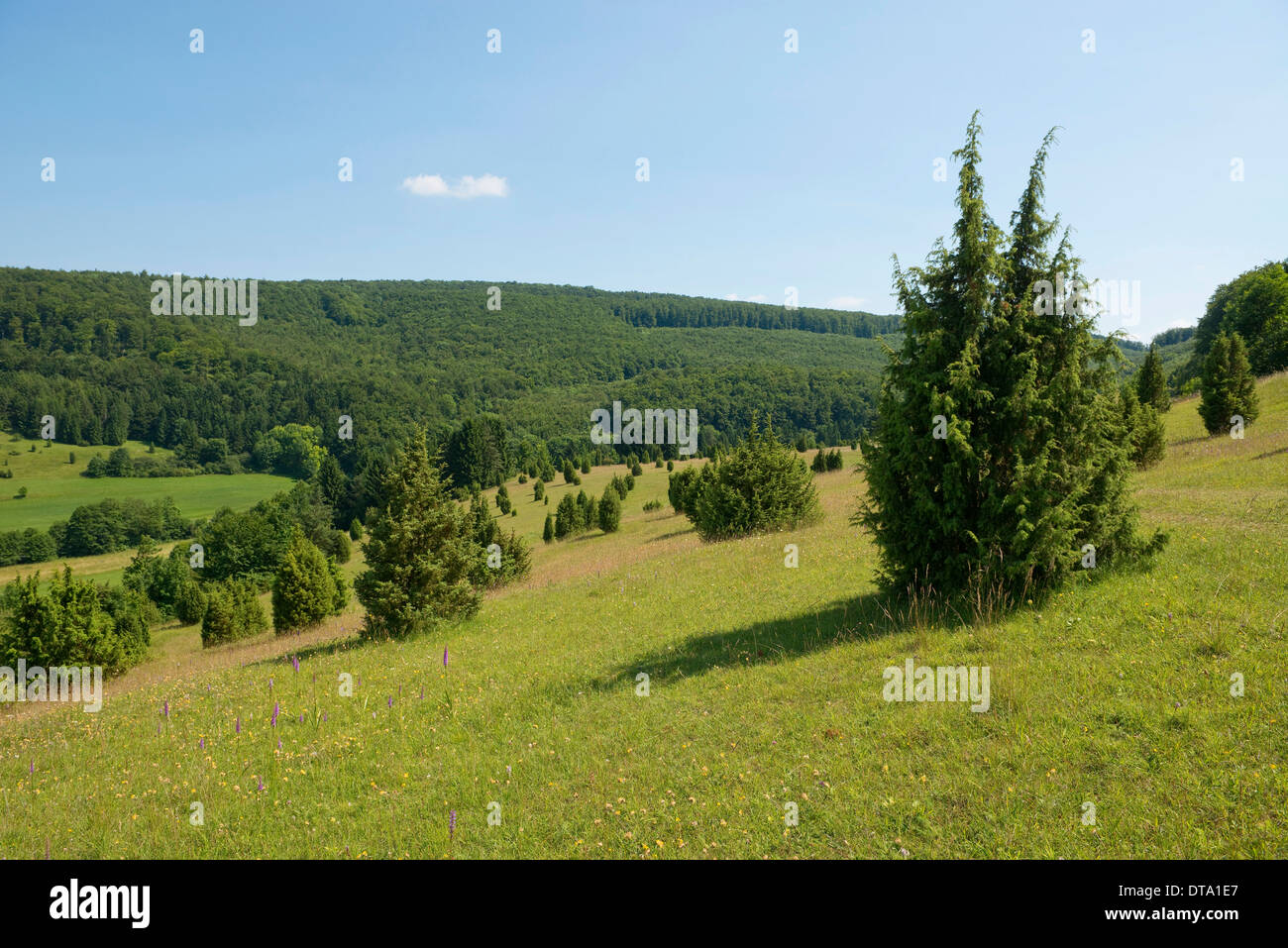 Juniper pastures, Wiesenthaler Schweiz nature reserve, Wiesenthal, Rhön Biosphere Reserve, Thuringia, Germany Stock Photo