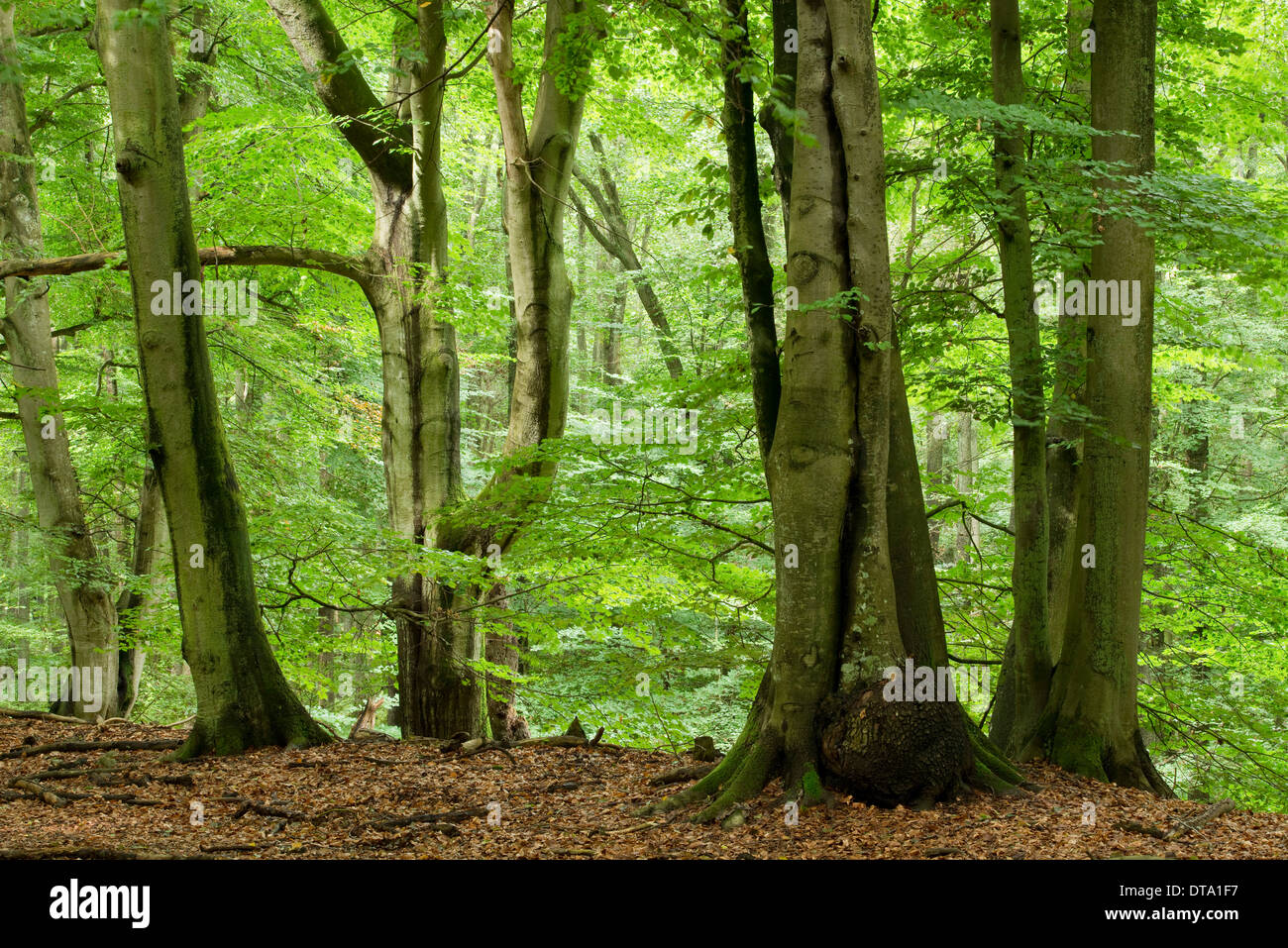 Old beech forest (Fagus sylvatica), Darß, Western Pomerania Lagoon Area National Park, Mecklenburg-Western Pomerania, Germany Stock Photo