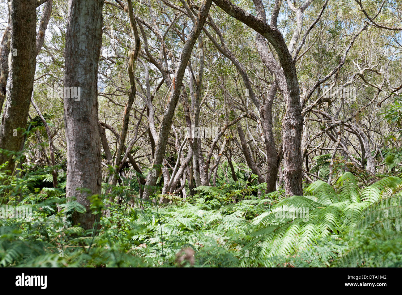 Forêt de Bélouve, a tropical deciduous forest with Highland Tamarind (Acacia heterophylla) and ferns, near Hell-Bourg Stock Photo