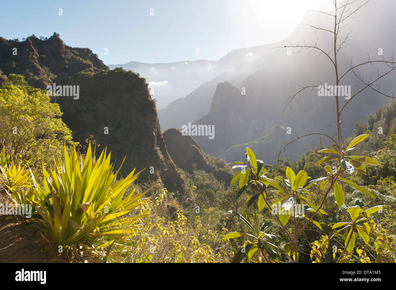 Mystical misty mountain landscape, with agave in the foreground, Cilaos, Cirque de Cilaos, French Overseas Territory Stock Photo