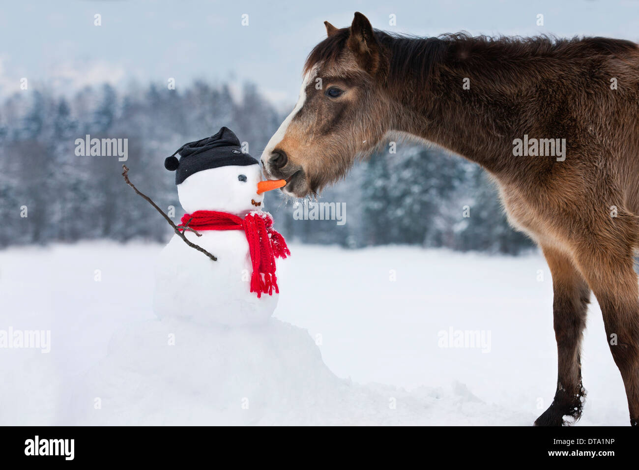 Welsh Mountain Pony eating carrot nose of a snowman, North Tyrol, Austria Stock Photo