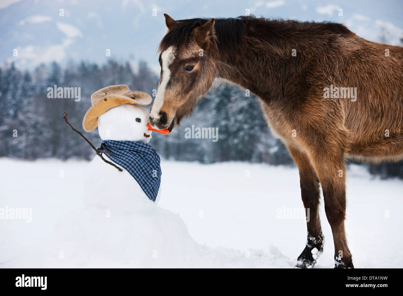 Welsh Mountain Pony eating carrot nose of a snowman in western styling, North Tyrol, Austria Stock Photo