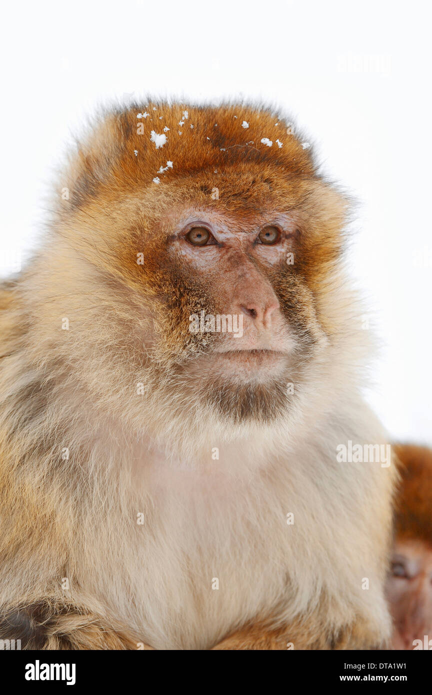 Barbary macaque (Macaca sylvanus) in winter, native to Morocco, Algeria, and Gibraltar, captive, Germany Stock Photo