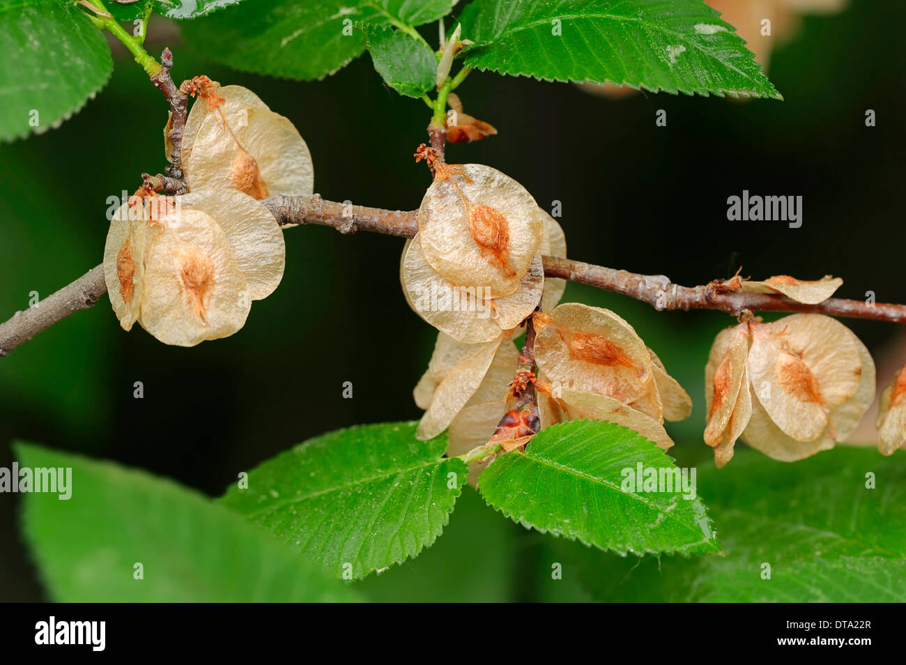 European White Elm or Fluttering Elm (Ulmus laevis), branch with fruit, Provence, southern France, France Stock Photo