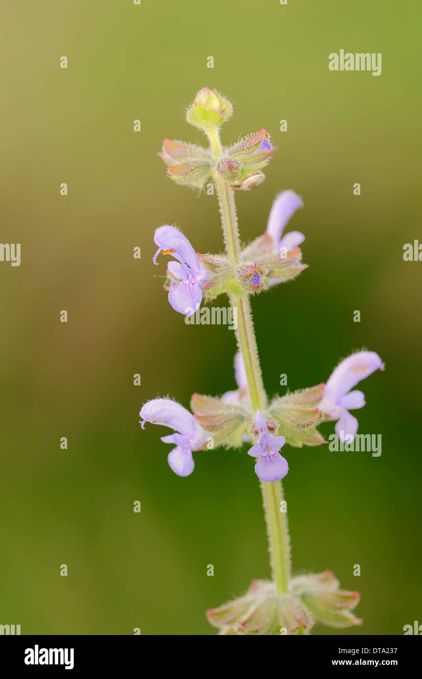 Common Sage (Salvia officinalis), Provence, Southern France, France Stock Photo