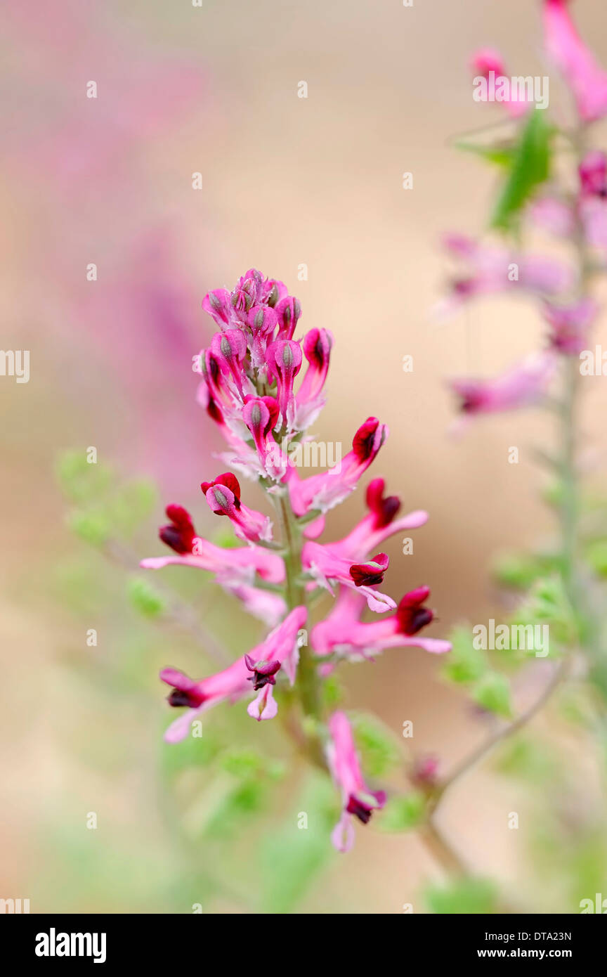 Common Fumitory (Fumaria officinalis), Provence, Southern France, France Stock Photo