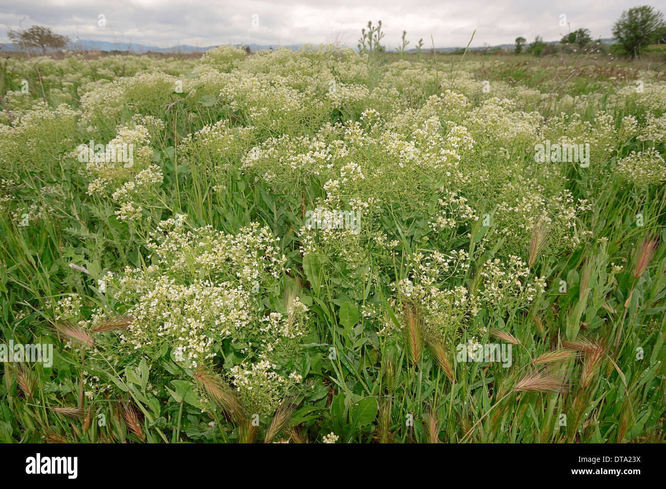Whitetop (Lepidium draba, Cardaria draba), Provence, Southern France, France Stock Photo