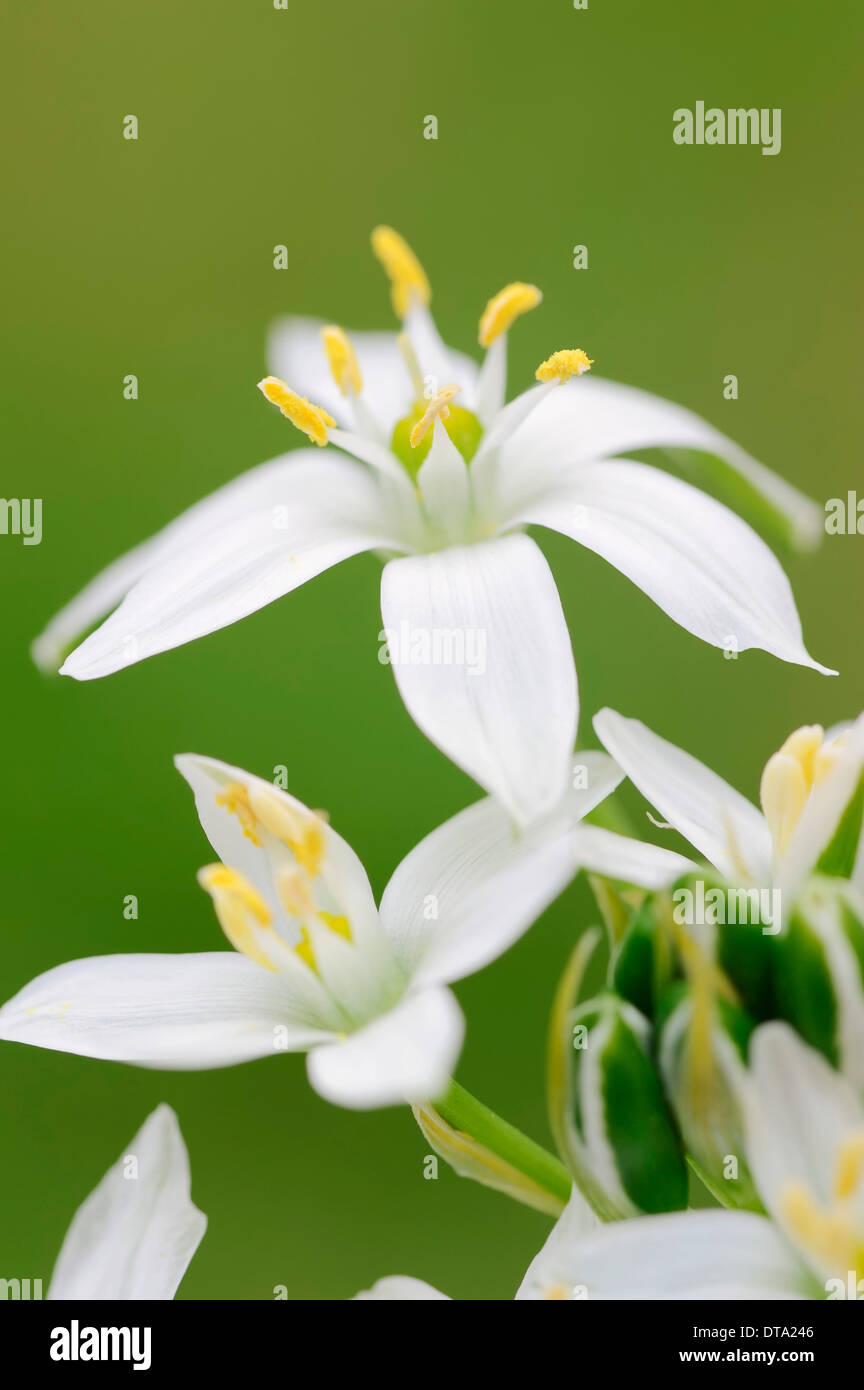 Star-of-Bethlehem (Ornithogalum umbellatum), flowers, Provence, Southern France, France Stock Photo