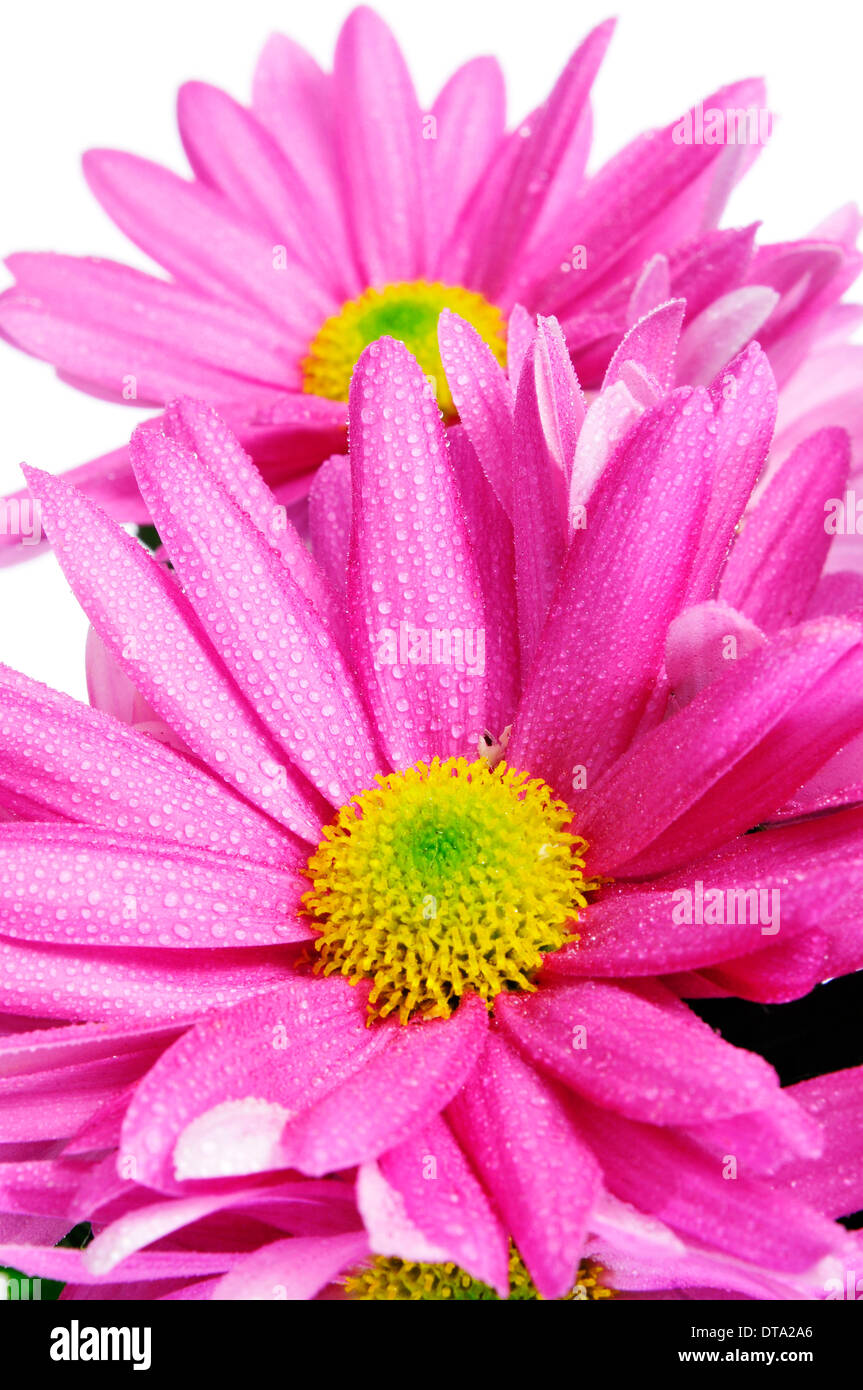 closeup of some pink gerbera daisies on a white background Stock Photo