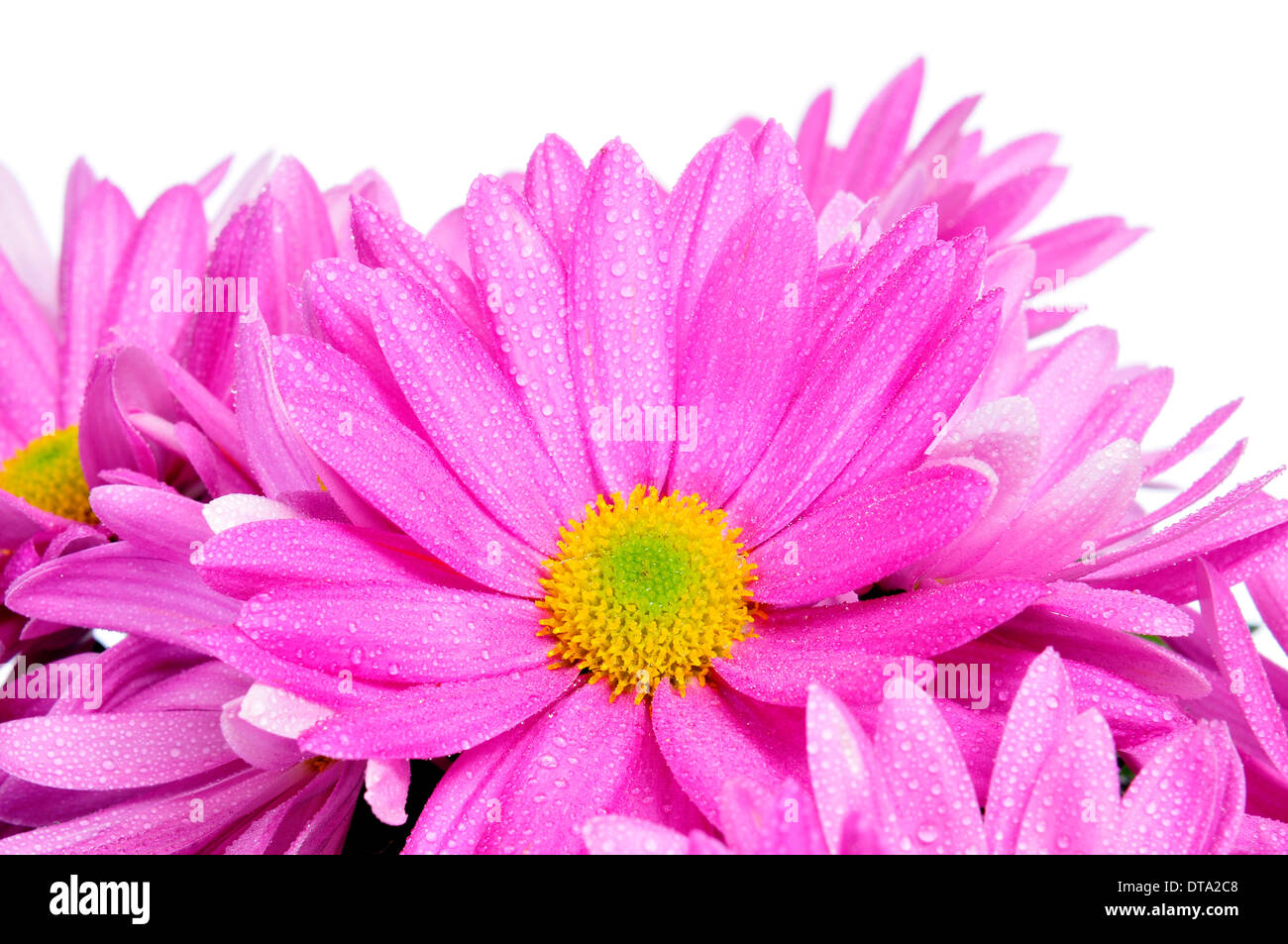 closeup of some pink gerbera daisies on a white background Stock Photo