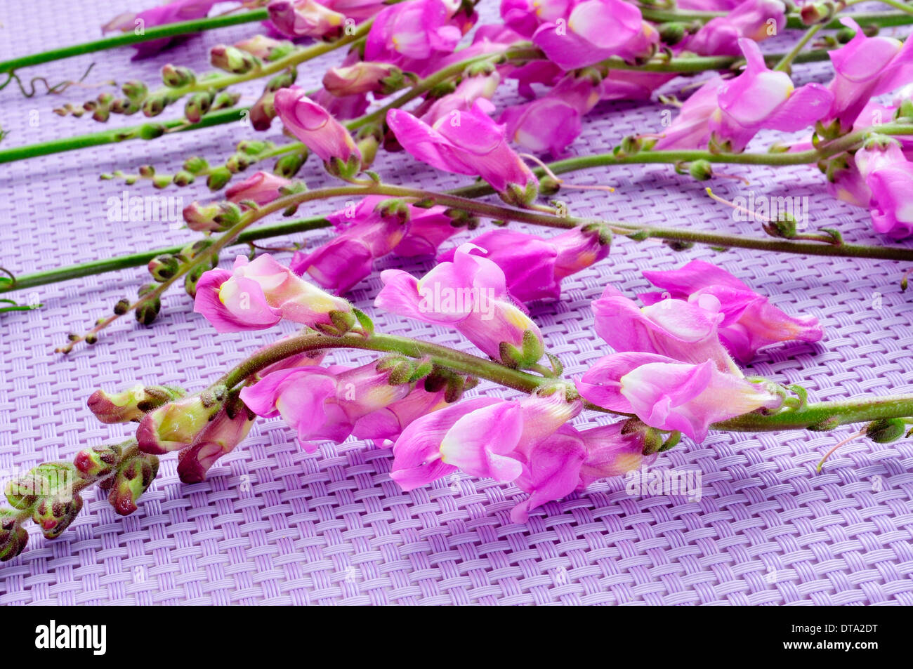 some violet snapdragon flowers on a violet background Stock Photo