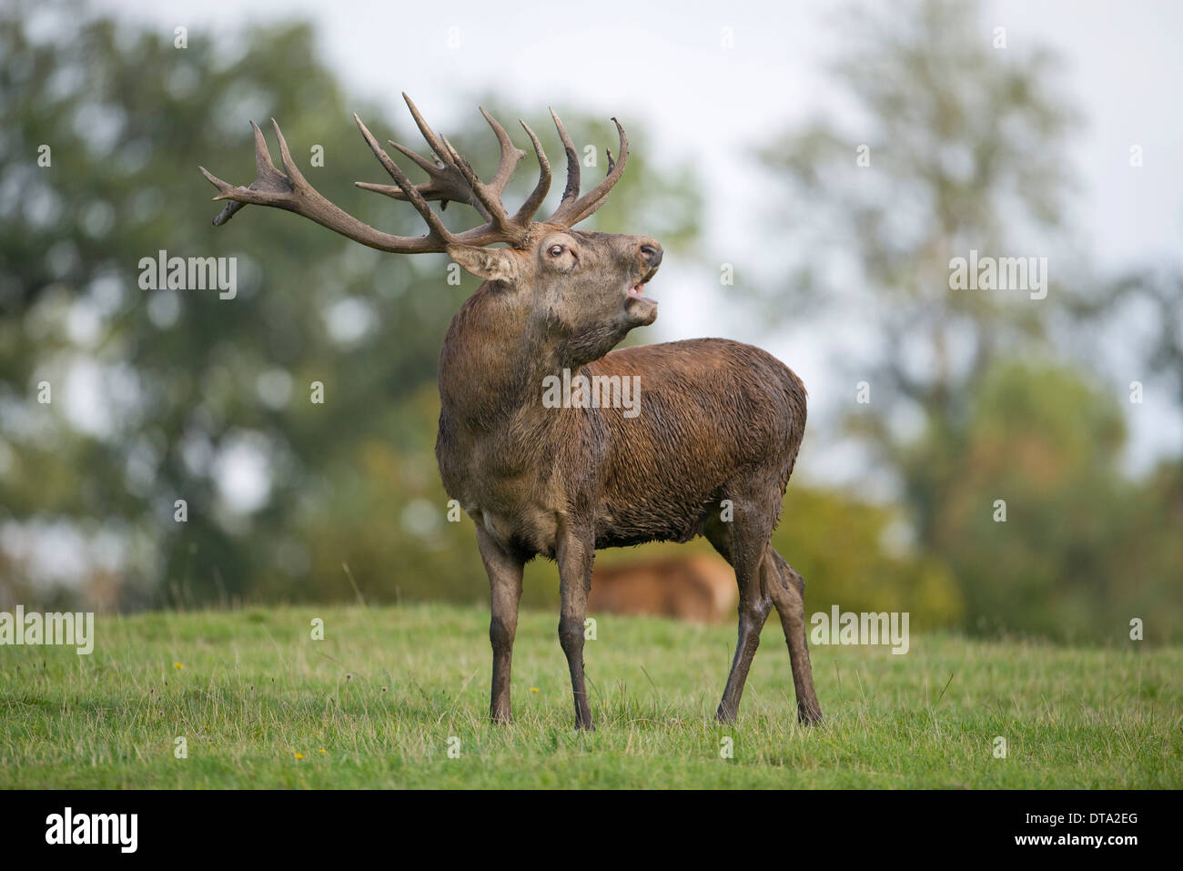 Red Deer (Cervus elaphus), stag bugling in the rut, captive, Lower Saxony, Germany Stock Photo