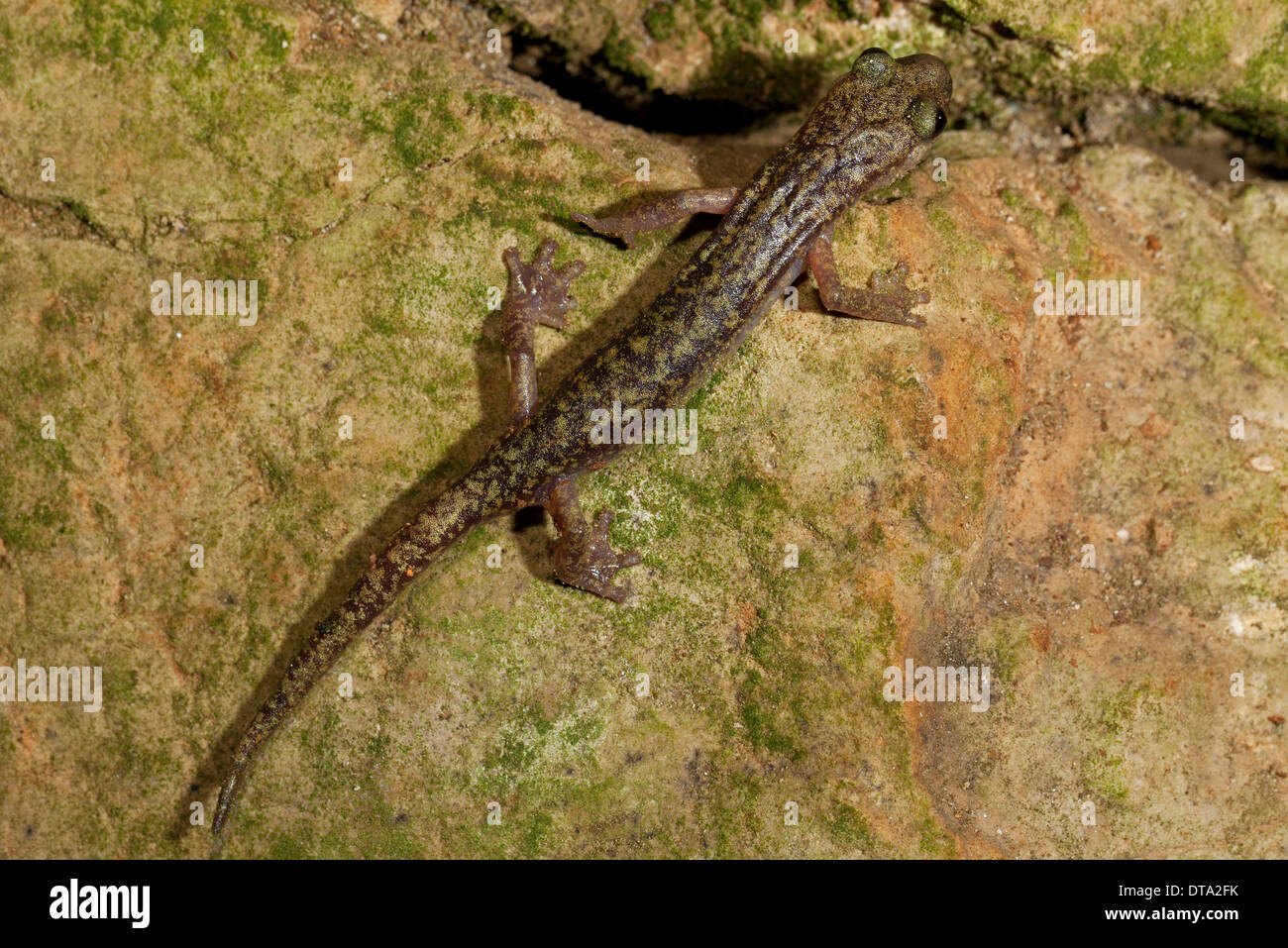Imperial cave salamander (Speleomantes imperialis), Sardinia, Italy Stock Photo