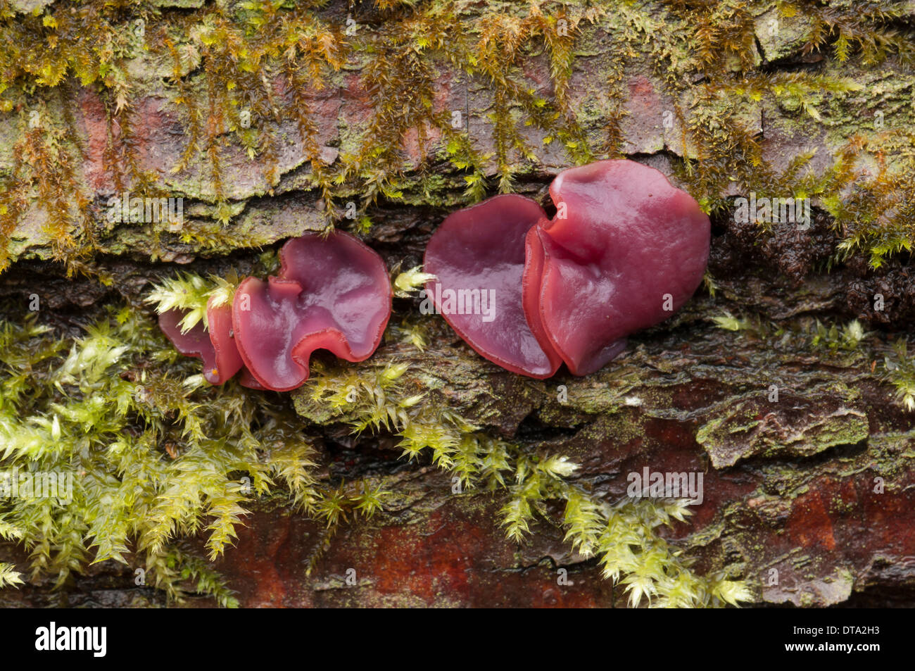 Purple Jellydisc (Ascocoryne sarcoides), fungus, fruiting bodies Stock Photo