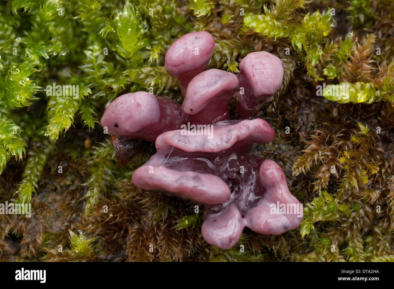 Purple Jellydisc (Ascocoryne sarcoides), fungus, fruiting bodies Stock Photo