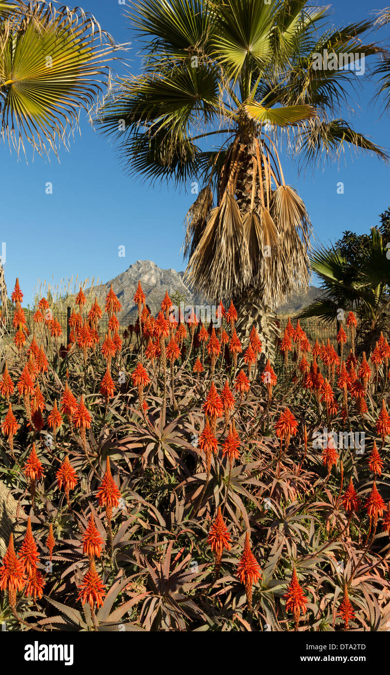 MEDITERRANEAN ALOE FLOWERS PLANTED WITH PALM TREES IN SOUTHERN SPAIN Stock Photo