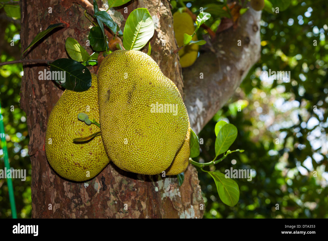 Jackfruits (Artocarpus heterophyllus) growing on a on Jackfruit Tree, Sri Lanka Stock Photo