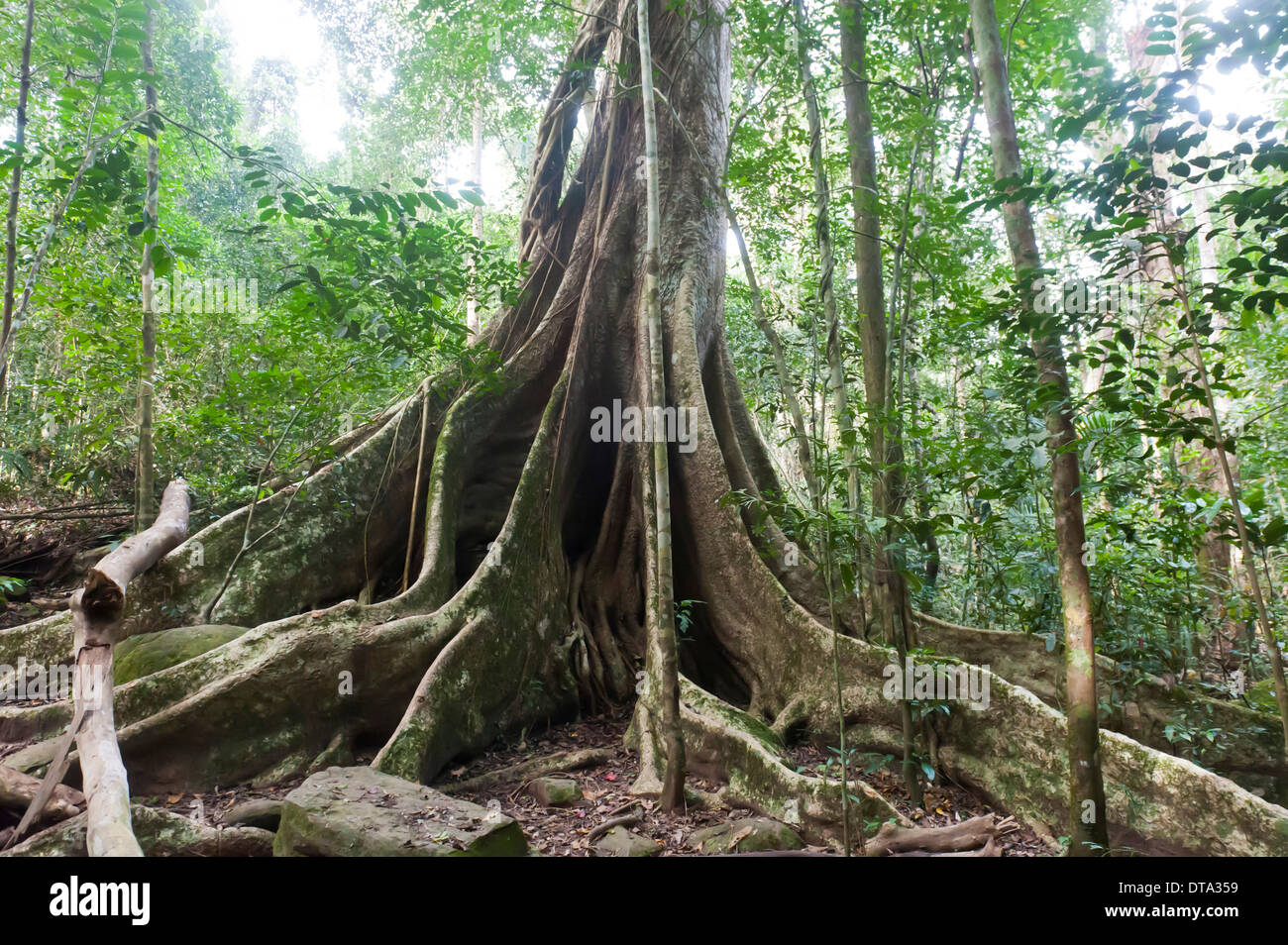 Farreaching buttress roots under a canopy, giant tree, jungle Stock Photo 66604869 Alamy