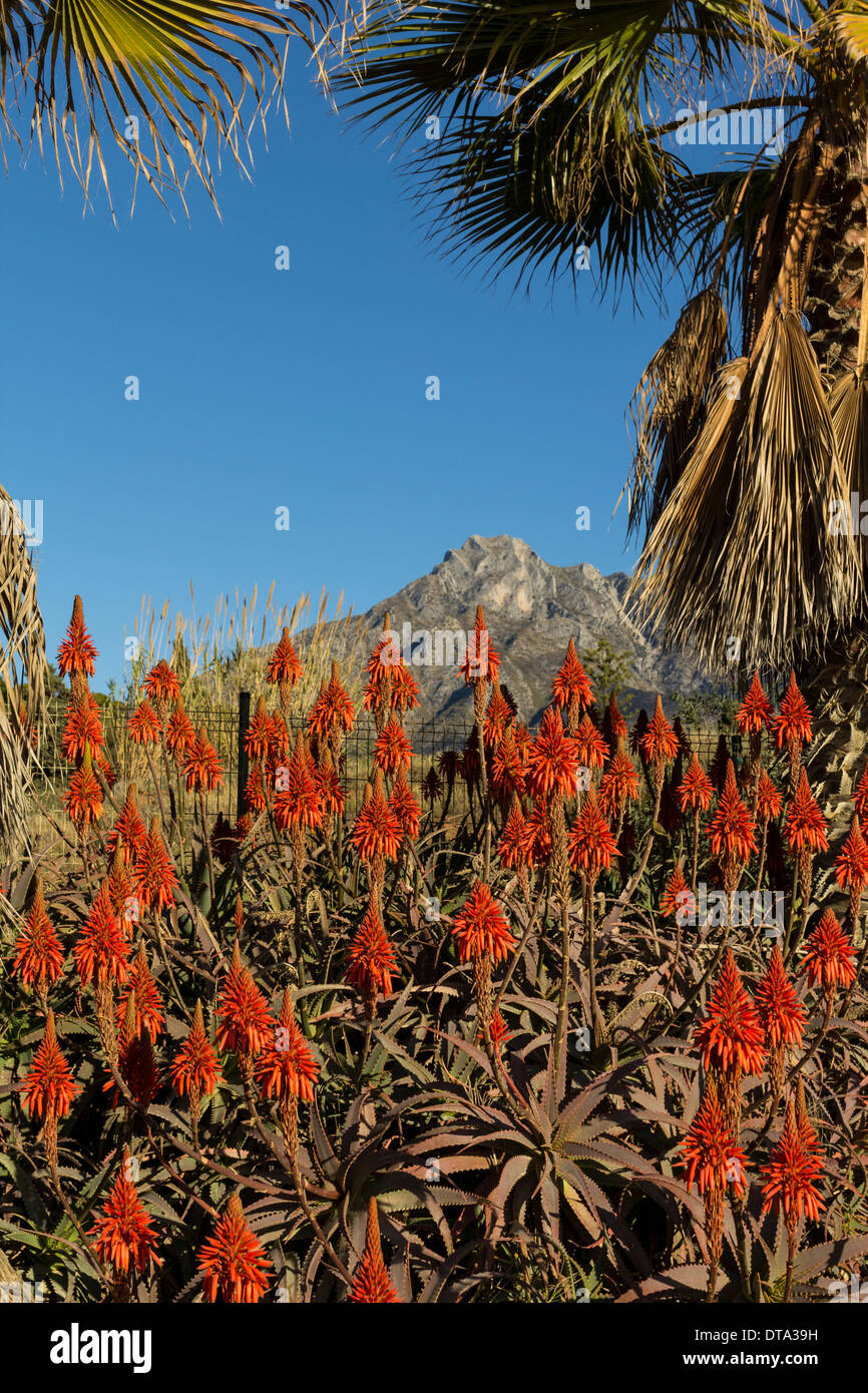 MEDITERRANEAN ALOE FLOWERS  A MOUNTAIN AND PALM TREES Stock Photo