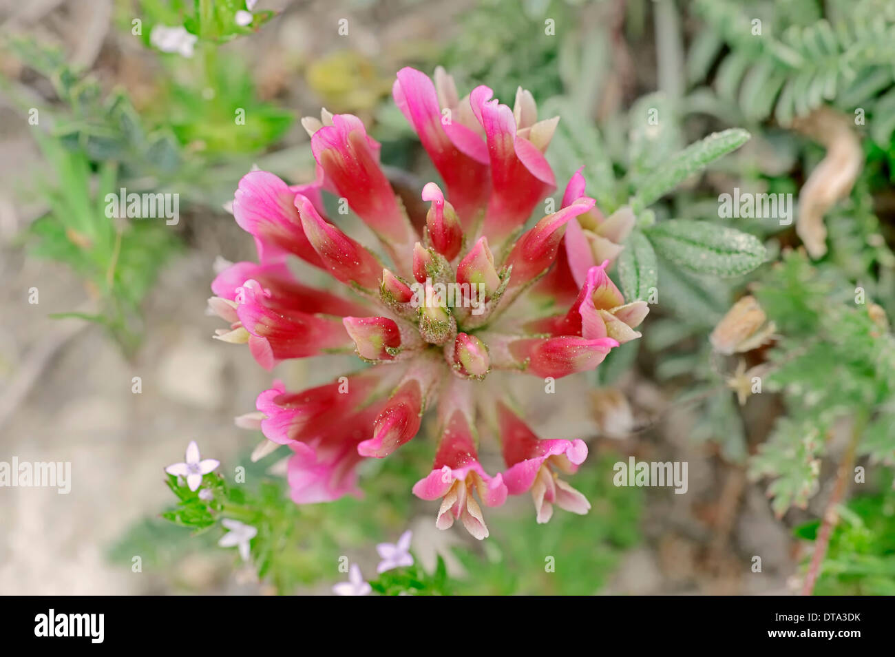 French Tragacanth or Montpellier Milkvetch (Astragalus monspessulanus), flower, Provence, Southern France, France Stock Photo
