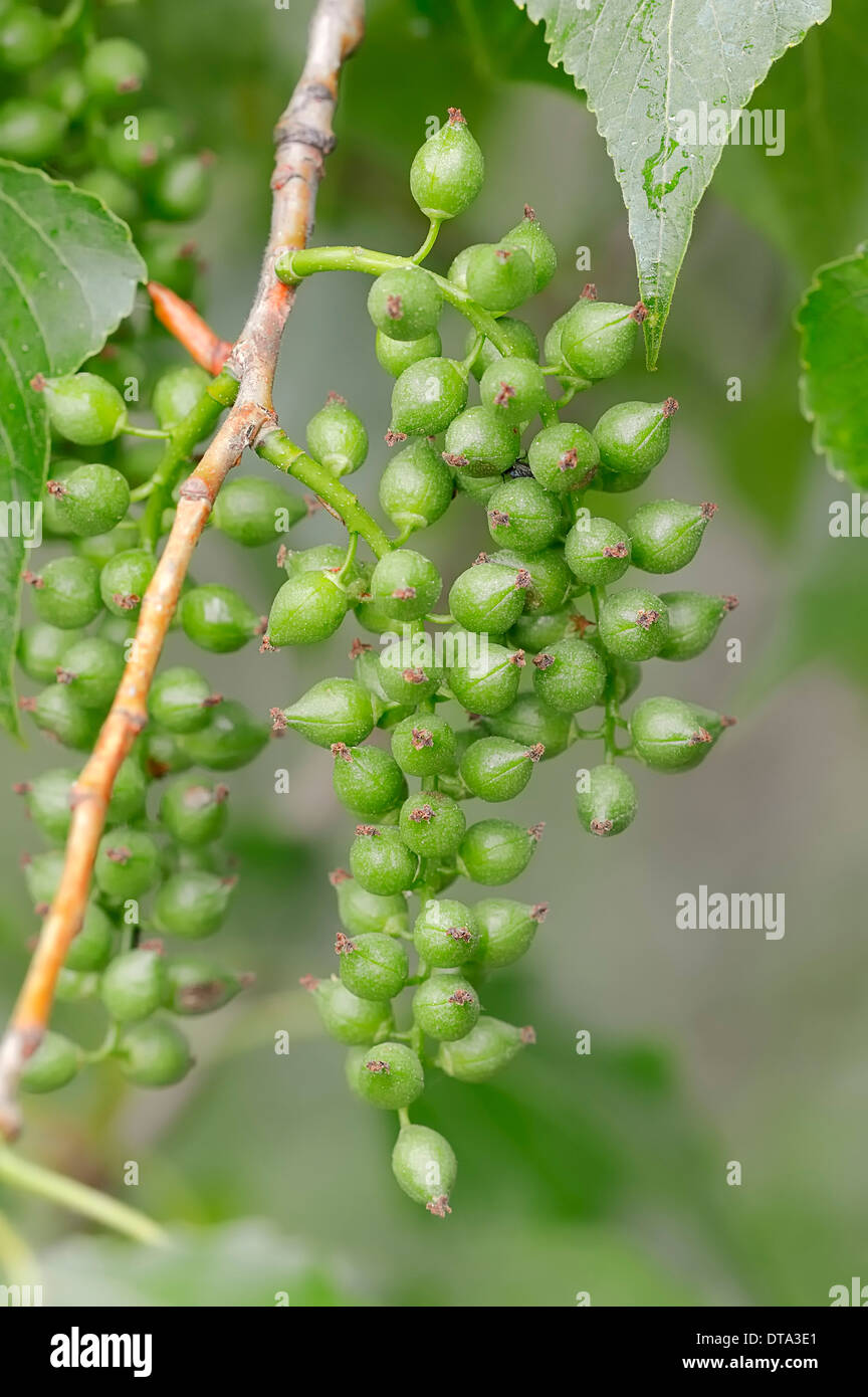Canadian Poplar or Hybrid Black Poplar (Populus x canadensis, Populus x euramericana), fruits, Provence, Southern France, France Stock Photo