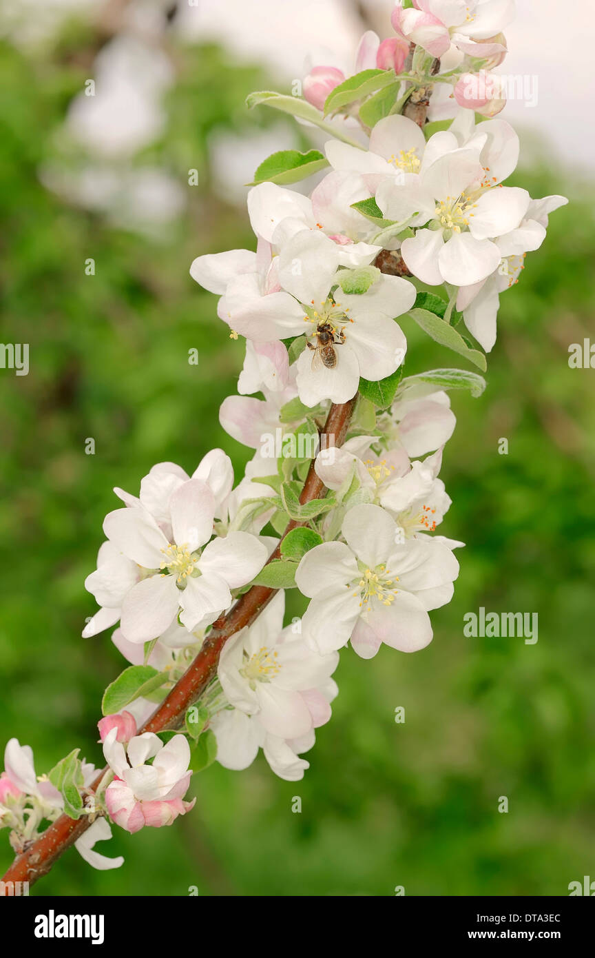 Armenian Plum or Siberian Apricot (Prunus armeniaca), flower, Provence, Southern France, France Stock Photo