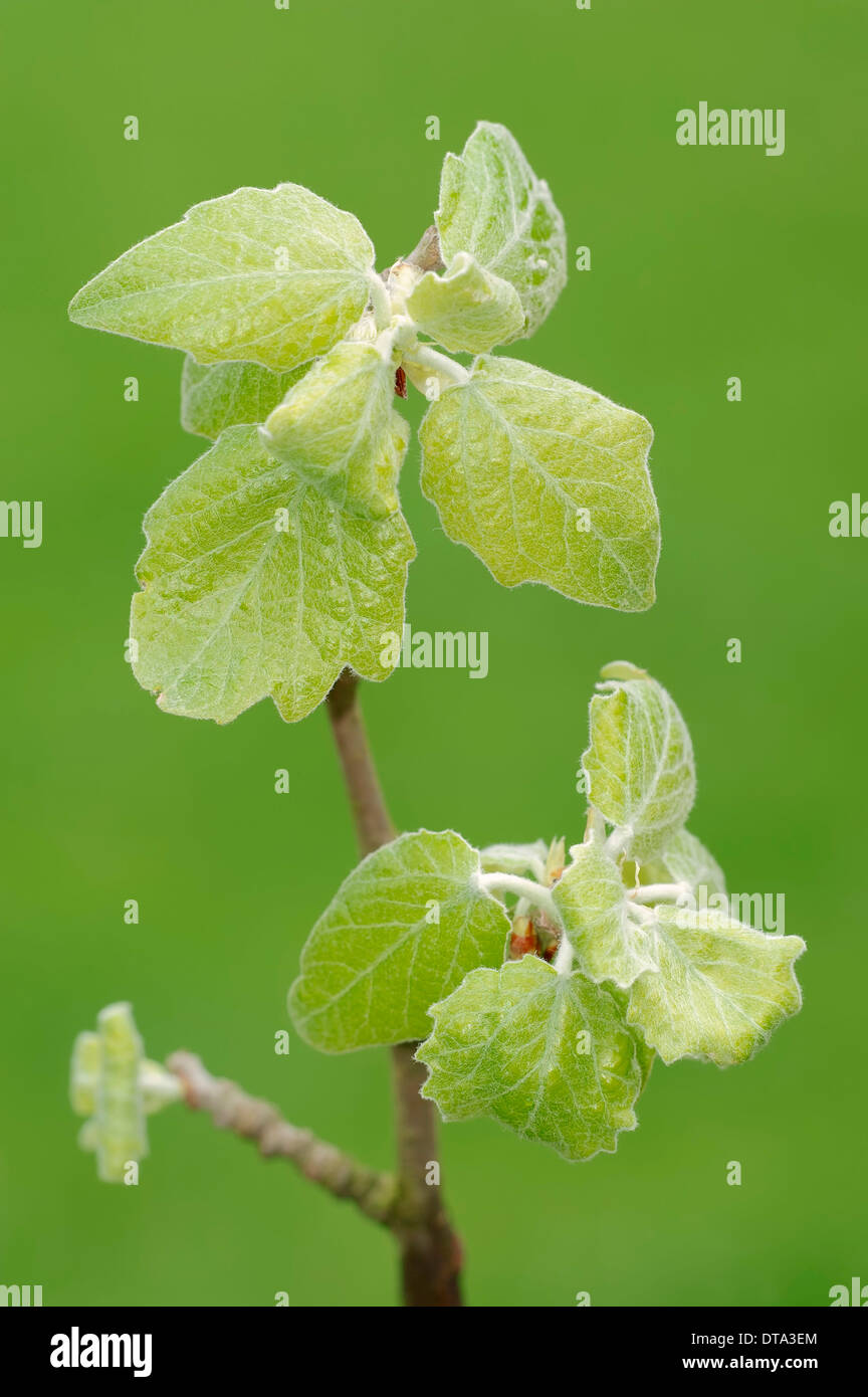 Grey Poplar (Populus canescens), young leaves, North Rhine-Westphalia, Germany Stock Photo