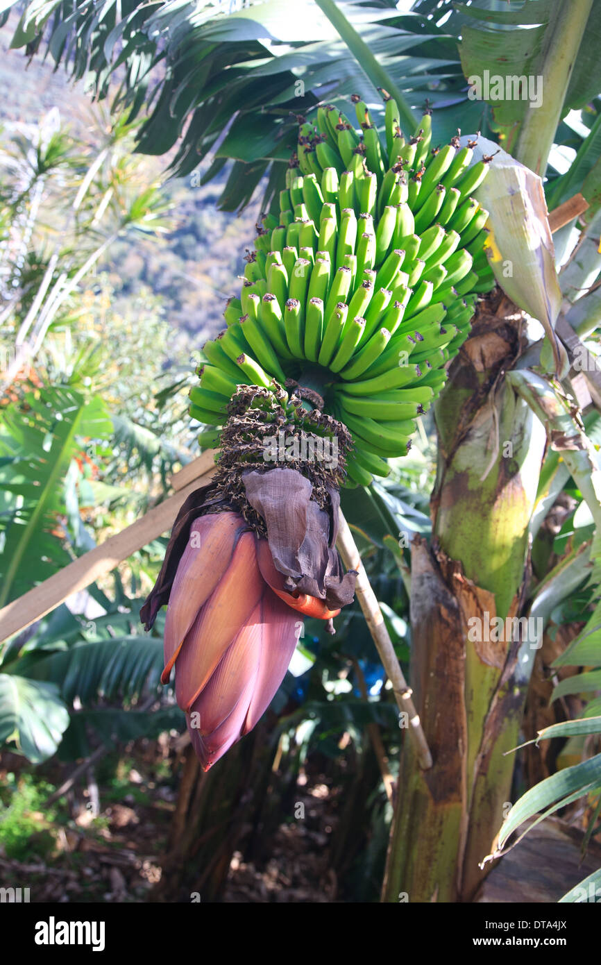 Bananas growing on Madeira in the village of jardim do Mar Stock Photo