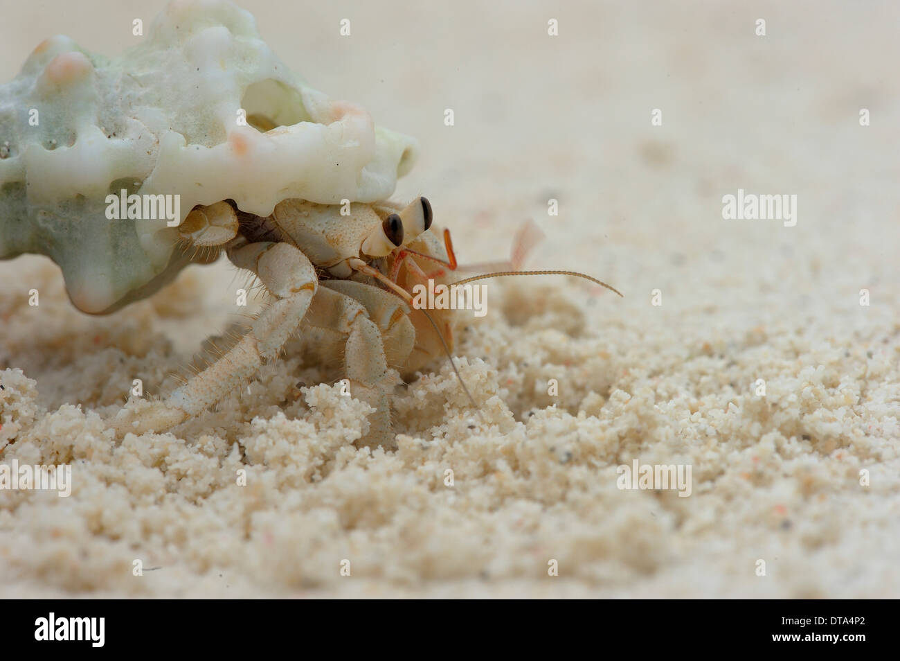 Hermit Crab (Paguroidea) crawling along the beach, Runi Island, Biak, West Papua, Indonesia Stock Photo