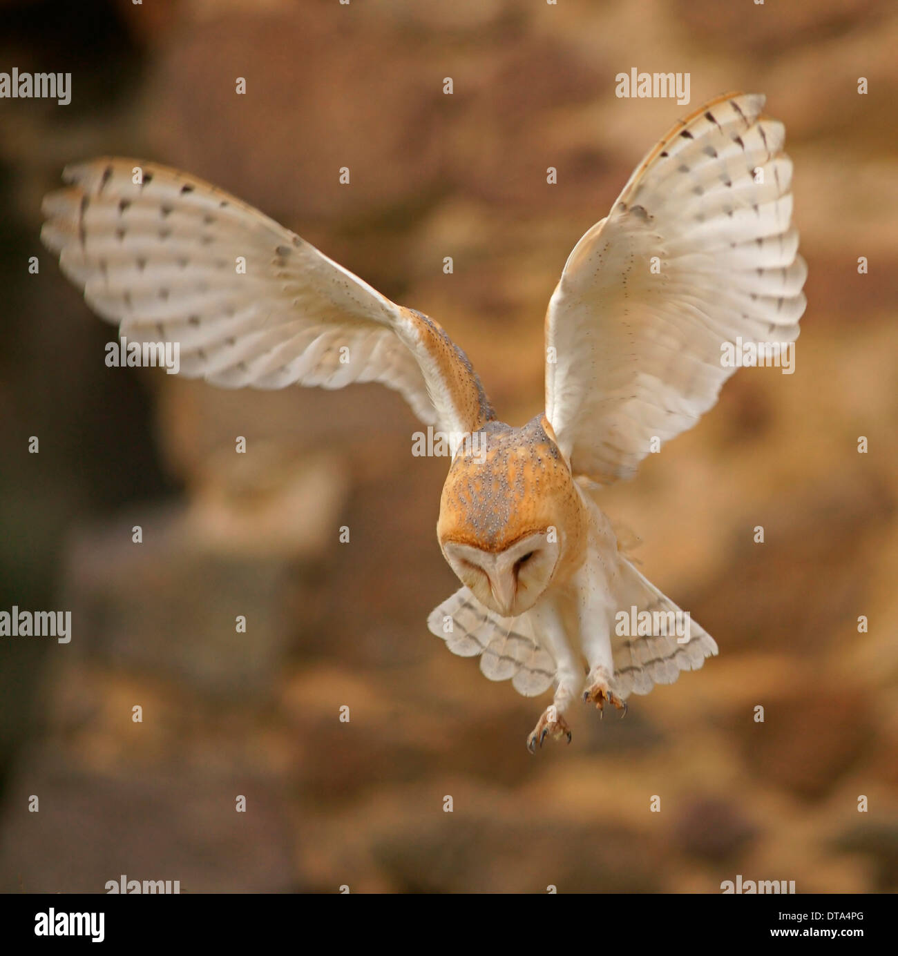 Barn Owl (Tyto alba) in flight, captive, Czech Republic Stock Photo
