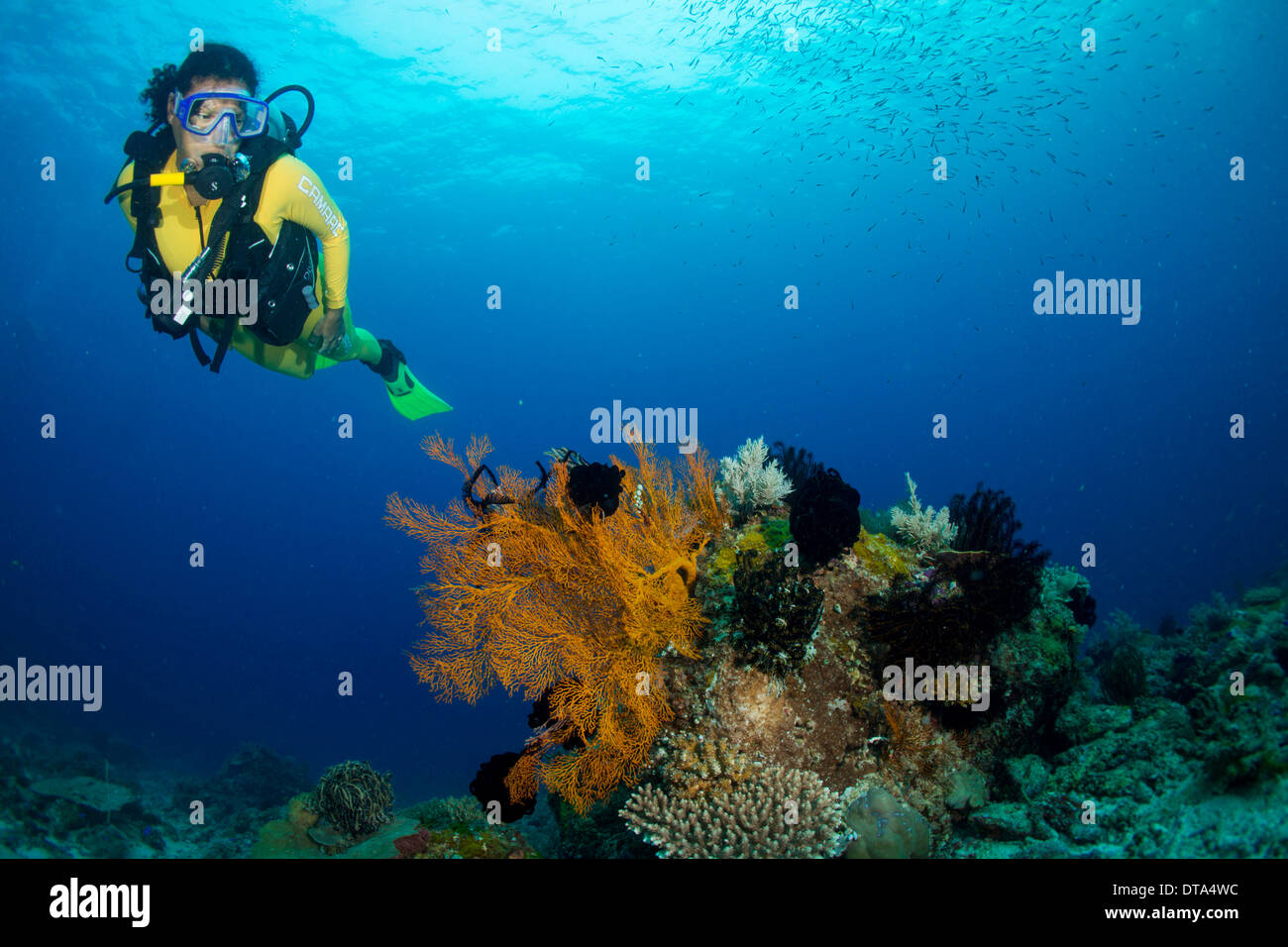 Scuba Diver Diving In A Coral Reef Observing A Gorgonian Philippines Stock Photo Alamy